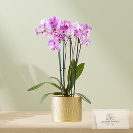 Paarse Orchidee incl. pot - 30001002