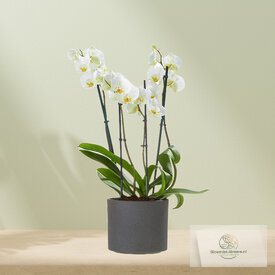 Witte orchidee incl. pot - 30010011